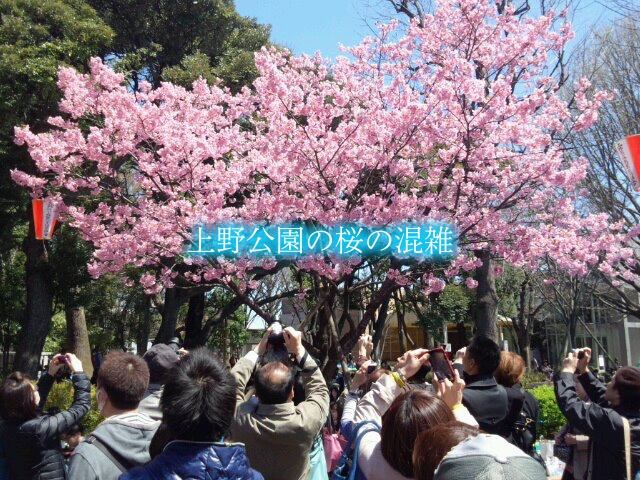 【上野公園の桜混雑2024】 お花見の場所取り&見頃！屋台とイルミネーション混雑